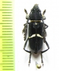 Euryarthrum bifasciatum  Malaysia, Borneo - INSECTS-STORE.RU