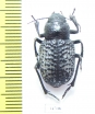 Trigonoscelis nodosa schrenkii  Kazakhstan - INSECTS-STORE.RU
