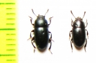 Dissonomus picipes, pair  Azerbaijan - INSECTS-STORE.RU
