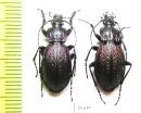 Carabus (Sphodristocarabus) varians, pair  Georgia - INSECTS-STORE.RU
