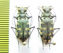 Cicindelinae sp., pair  Kenya - INSECTS-STORE.RU