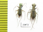 Cylindera cursitans, pair  USA - INSECTS-STORE.RU