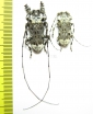 Cerambycidae sp., pair  South Africa Rep. - INSECTS-STORE.RU