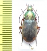 Carabidae sp.  Malawi - INSECTS-STORE.RU