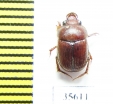 Ochodaeus sp.  Madagascar - INSECTS-STORE.RU