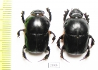Onitis sp., pair  Zambia - INSECTS-STORE.RU