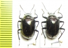 Tenebrionidae sp.  Malaysia - INSECTS-STORE.RU