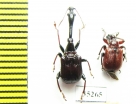 Paracycnotrachelus chinensis, Apoderus jekelii  Russia, Far East - INSECTS-STORE.RU