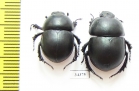 Thorectes nitidus  Portugal - INSECTS-STORE.RU