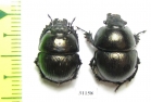 Lethrus inermis, pair  Tajikistan - INSECTS-STORE.RU