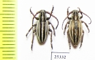 Dorcadion elegans, pair  Russia, Volgograd reg. - INSECTS-STORE.RU