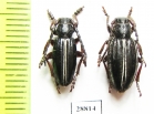 Dorcadion sulcipenne ssp., pair  Georgia - INSECTS-STORE.RU