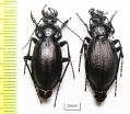 Carabus (Morphocarabus) aeruginosus hermanni, pair  Russia, Sverdlovsk reg. - INSECTS-STORE.RU
