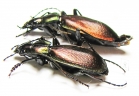 Carabus (Archiplectes) komarowi komarowi, pair  Georgia - INSECTS-STORE.RU
