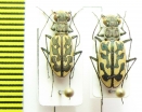 Lophyra neglecta, pair  Kenya - INSECTS-STORE.RU