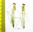 Mantodea sp.  Tanzania - INSECTS-STORE.RU