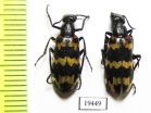 Meloidae sp.  Namibia - INSECTS-STORE.RU