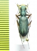 Cicindela pulchella  Nepal - INSECTS-STORE.RU