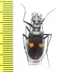 Oxycheila sp.  Brasilia - INSECTS-STORE.RU