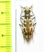 Cicindela macra  USA - INSECTS-STORE.RU