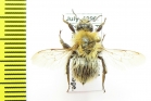 Bombus sp.  Russia, Far East - INSECTS-STORE.RU