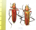 Synaptola nitidipennis  Tanzania - INSECTS-STORE.RU