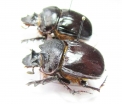 Heliocopris hermes, pair  Kenya - INSECTS-STORE.RU