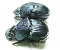 Phanaeus palliatus, pair  Mexico - INSECTS-STORE.RU