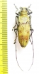 Cerambycidae sp.  Malaysia, Borneo - INSECTS-STORE.RU