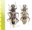 Cerambycidae sp., pair  Thailand - INSECTS-STORE.RU