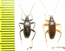 Tenebrionidae sp.  Malaysia, Borneo - INSECTS-STORE.RU