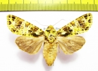 Noctuidae sp.  Malaysia - INSECTS-STORE.RU