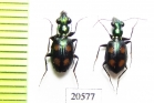 Carabidae sp.  Indonesia, Kalimantan - INSECTS-STORE.RU