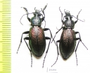Carabus (Morphocarabus) hummeli nevelskii, pair  Russia, Sakhalin isl. - INSECTS-STORE.RU
