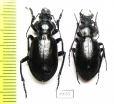 Carabus (Mimocarabus) roseni, pair  Turkmenistan - INSECTS-STORE.RU