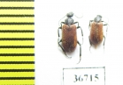 Meloidae sp.  South Africa Rep. - INSECTS-STORE.RU