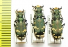 Cicindela sylvicola, pair  France - INSECTS-STORE.RU
