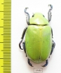 Chrysina beckeri  Mexico - INSECTS-STORE.RU
