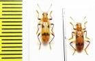 Cleridae sp.  Malaysia, Borneo - INSECTS-STORE.RU