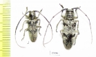 Prosopocera sp., pair  South Africa Rep. - INSECTS-STORE.RU