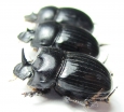 Copris sp., pair  South Africa Rep. - INSECTS-STORE.RU