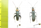 Oedemera croceicollis, pair  Kazakhstan - INSECTS-STORE.RU