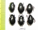 Bioramix espanoli, pair  Pakistan - INSECTS-STORE.RU