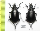 Calosoma imbricatum arabicum, pair  Oman - INSECTS-STORE.RU
