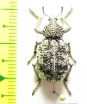 Brachyceridae sp.1  South Africa Rep. - INSECTS-STORE.RU