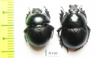 Thorectes sardous, pair  Italy, Sardinia - INSECTS-STORE.RU