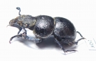 Lethrus jakovlevi, male  Kazakhstan - INSECTS-STORE.RU