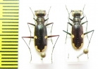 Hypaetha biramosa  Thailand - INSECTS-STORE.RU