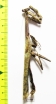 Mantodea sp.  Tanzania - INSECTS-STORE.RU