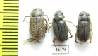 Rutelinae sp.  Thailand - INSECTS-STORE.RU
